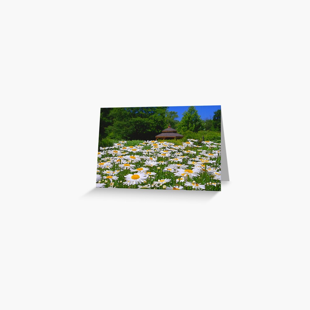 Pushing Up Daisies Greeting Card