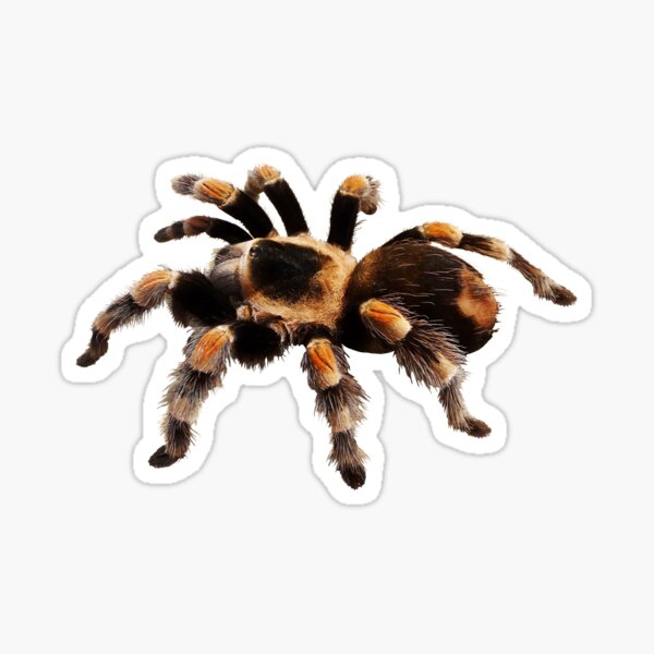 Item preview, Tarantula Exotic Spider Gift Pet Tarantula Keeper Arachnid Lover I Like Big Bugs and I Cannot Lie Funny Tarantula Humor Giant Spider designed and sold by madeulaugh.