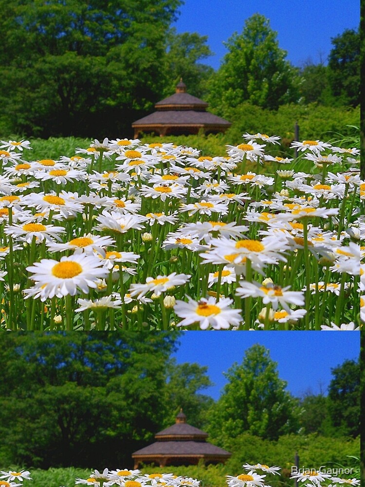 Pushing Up Daisies by bgaynor