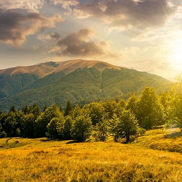 Artwork thumbnail, forest on grassy meadows in mountains at sunset by mike-pellinni