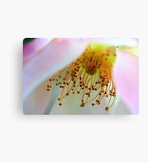 Stamen Canvas Print