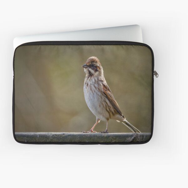 Item preview, Reed bunting  designed and sold by CJMSONYA7.