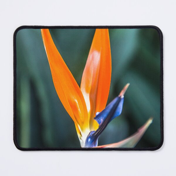 Item preview, strelitzia. designed and sold by Nino rocha fotografia.