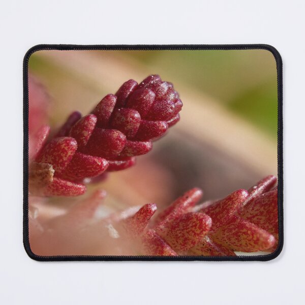 Item preview, Stonecrop designed and sold by Jouko Lehto Photography.