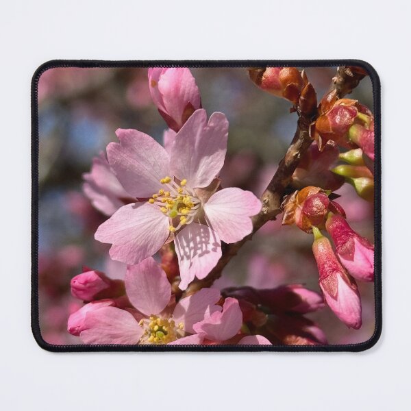 Item preview, Cherries of 2025 designed and sold by Pisces-Pics.