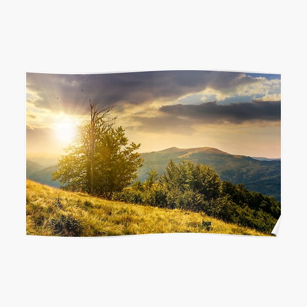 tree on the grassy hillside on at sunset Poster