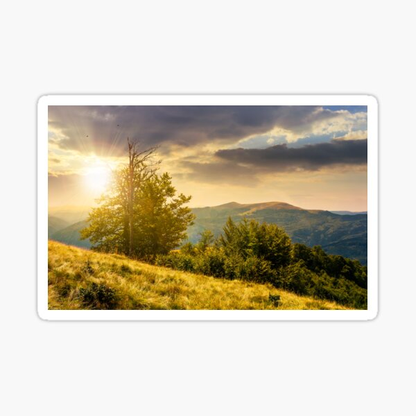 tree on the grassy hillside on at sunset Sticker