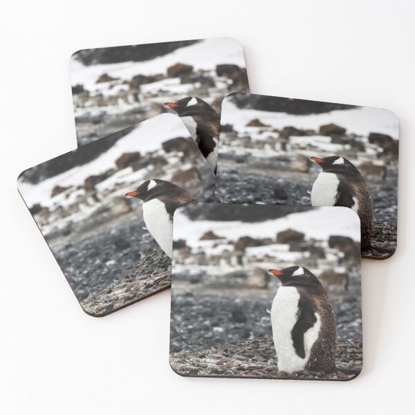 Item preview, Molting Gentoo Penguin at Brown Bluff Antarctica designed and sold by Proud & Pretty Wildlife Photography.