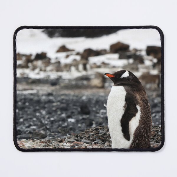 Item preview, Molting Gentoo Penguin at Brown Bluff Antarctica designed and sold by Proud & Pretty Wildlife Photography.