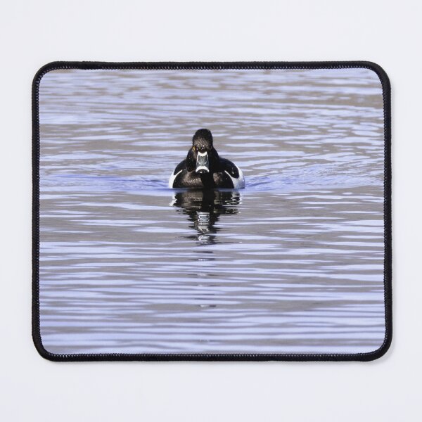 Item preview, Ring-Necked Duck on Still Water - Nature photography designed and sold by charlysey278.