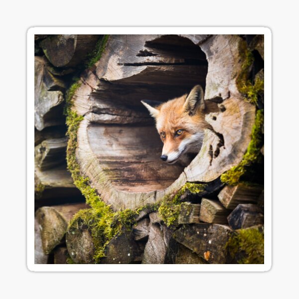 Item preview, Fox designed and sold by JamieGothard.