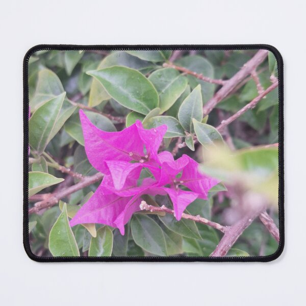 Item preview, Bougainvillea Spectabilis designed and sold by Quantum-Life.