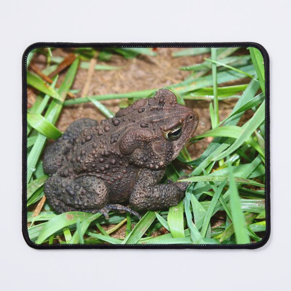 Item preview, American toad  designed and sold by McFleur's Lens.