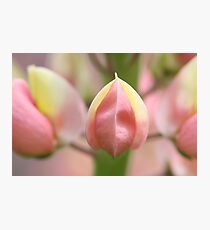 Lupin Photographic Print