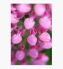 Lupin Photographic Print