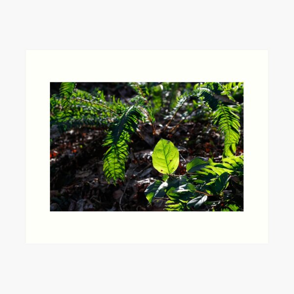 Item preview, Salal Leaf Capturing A Winter Sun by teakae  designed and sold by tk-and-plants.
