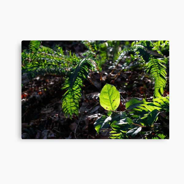 Item preview, Salal Leaf Capturing A Winter Sun by teakae  designed and sold by tk-and-plants.