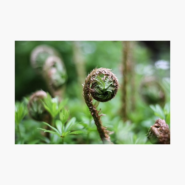 Item preview, A Lady Fern's Unfurling Frond by teakae designed and sold by tk-and-plants.