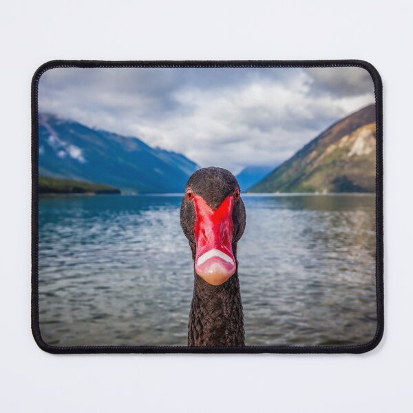 Item preview, The Black Swan - Cygnus Atratus designed and sold by Jayne Ion.