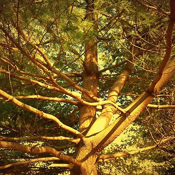 Artwork thumbnail, Golden Pine Tree by OneDayArt
