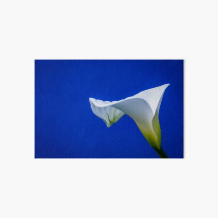 Calla Lily (zantedeschia aethiopica) shot in Currarong, Beecroft Peninsula, NSW, Australia Art Board Print