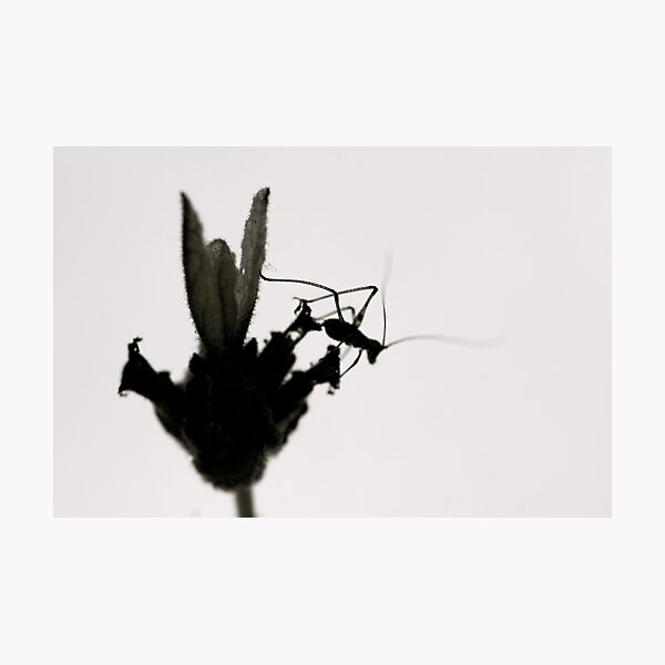 Silhouette Photographic Print