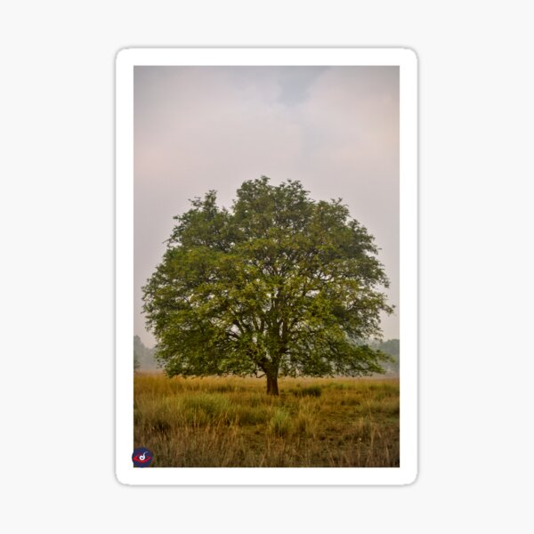 Vista previa del artículo con la obra «Imán de un árbol», diseñado y vendido por lucidillusions.