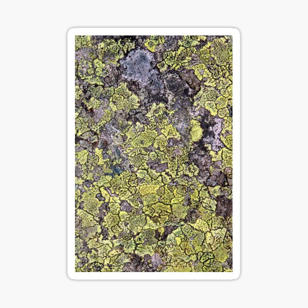 Item preview, lichen designed and sold by KathleenDawson.
