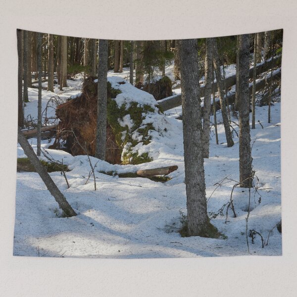 Item preview, Fallen spruce.. Seitseminen Multiharju designed and sold by Jouko Lehto Photography.