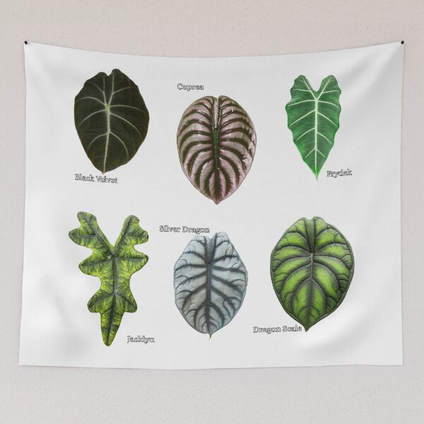 Item preview, Alocasia plant types designed and sold by LivsPlantHouse.