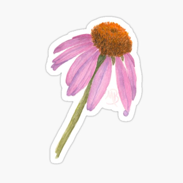 Coneflower Sticker