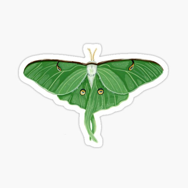 Artikel-Vorschau von Luna Motte und Mondblumen, designt und verkauft von Kelly Ferguson Illustration.