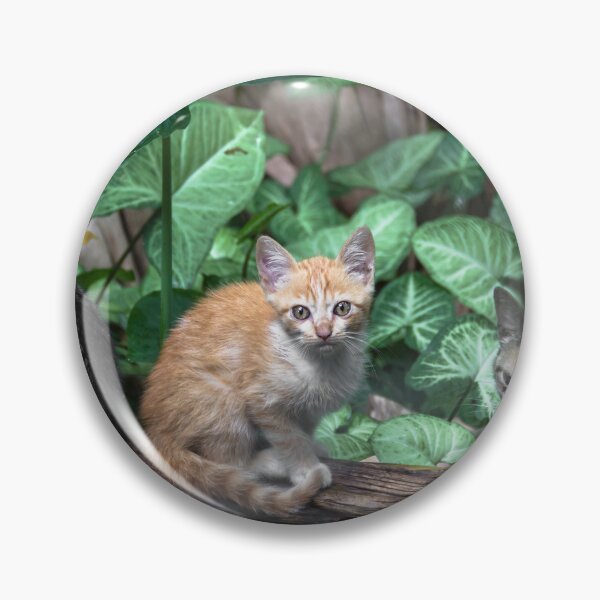 Item preview, cats on the trunk of the banana tree. designed and sold by Nino rocha fotografia.