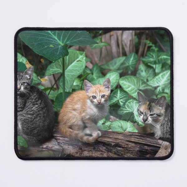 Item preview, gatos en el tronco del banano. designed and sold by Nino rocha fotografia.
