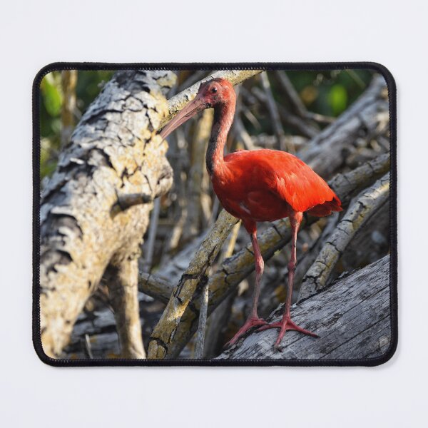 Item preview, Scarlet Ibis or Eudocimus Ruber Birds designed and sold by NandaniBridglal.