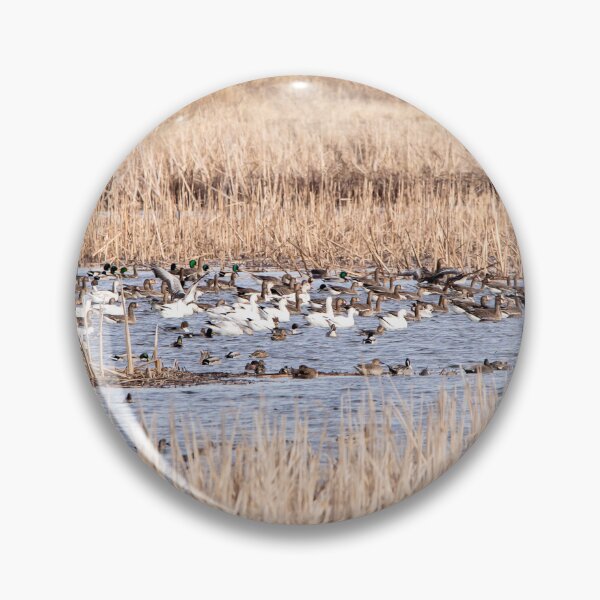 Item preview, Snow geese in the wetland designed and sold by KRFNatureGifts.