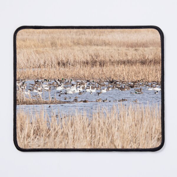 Item preview, Snow geese in the wetland designed and sold by KRFNatureGifts.