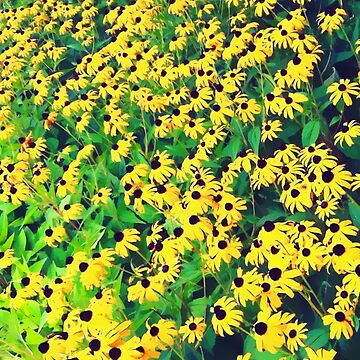 Artwork thumbnail, Field of Black Eyed Susans by OneDayArt