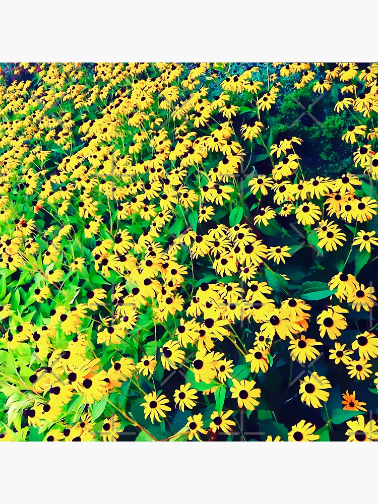 Thumbnail 3 of 3, Sticker, Field of Black Eyed Susans designed and sold by OneDayArt.