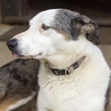 Artwork thumbnail, Magpie Springs Cellar Door Dog Bonnie – Adelaide Hills Koolie Art Print by MagpieSprings
