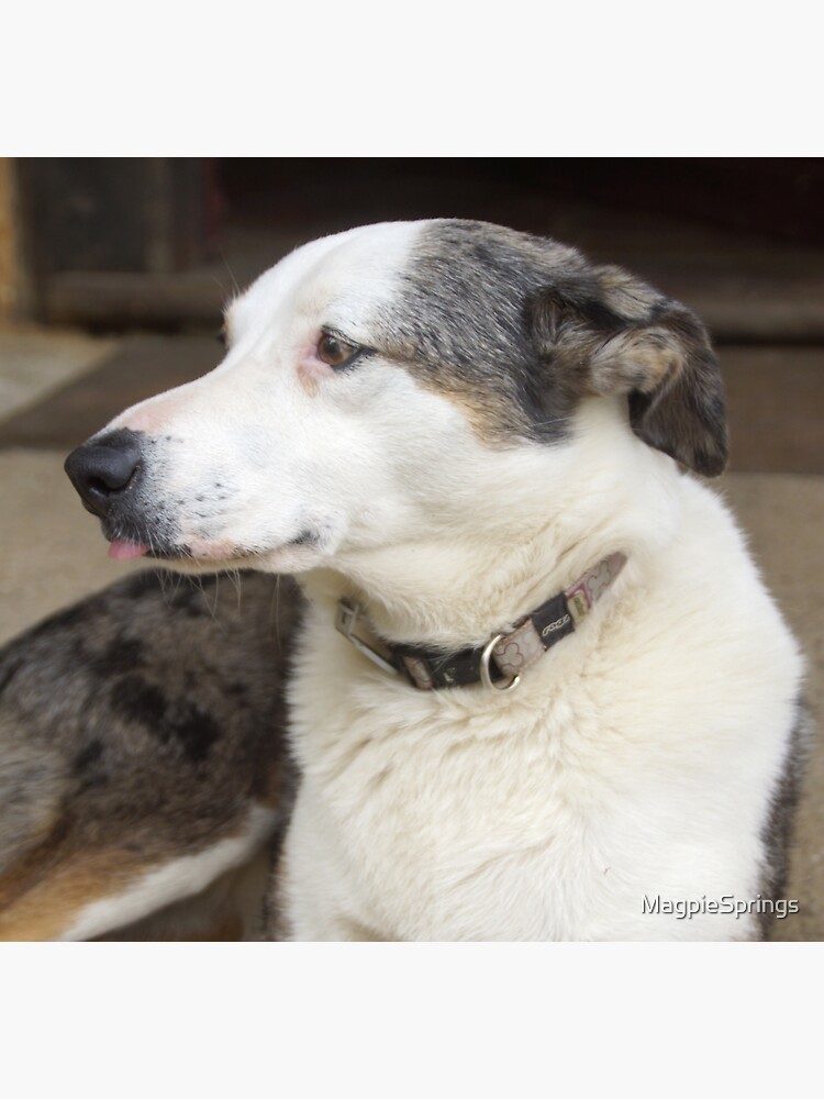 Thumbnail 3 of 3, Sticker, Magpie Springs Cellar Door Dog Bonnie – Adelaide Hills Koolie Art Print designed and sold by MagpieSprings.