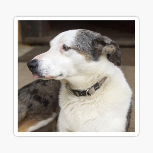 Magpie Springs Cellar Door Dog Bonnie – Adelaide Hills Koolie Art Print Sticker
