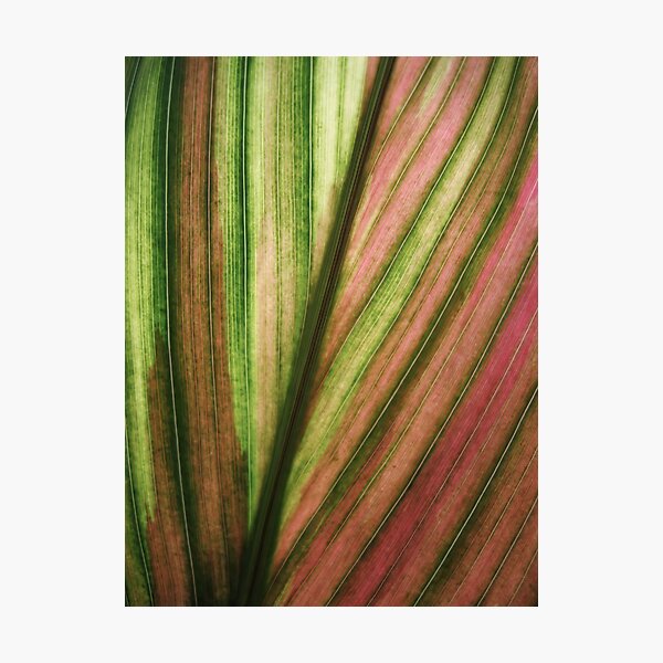 Item preview, Backlit Tropical Leaf designed and sold by SBVillard.
