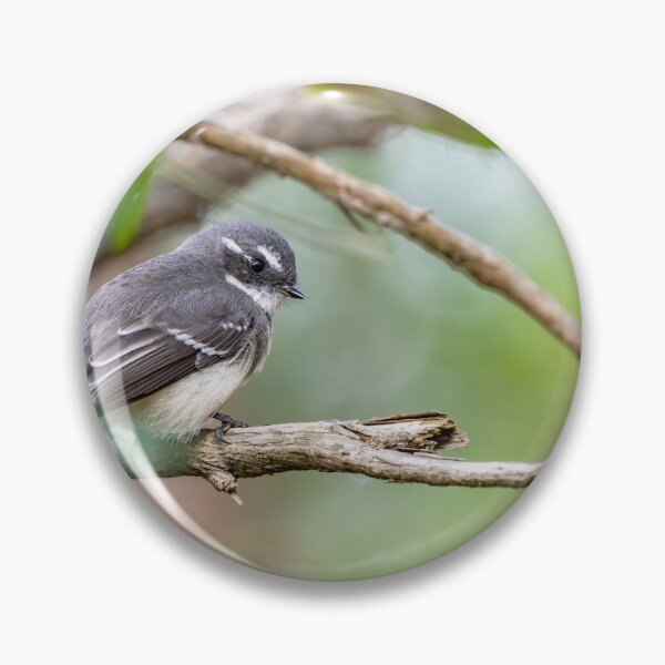 Item preview, Grey fan tail  designed and sold by Mslphotography.