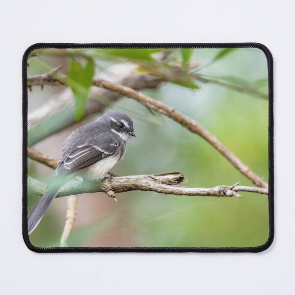 Item preview, Grey fan tail designed and sold by Mslphotography.