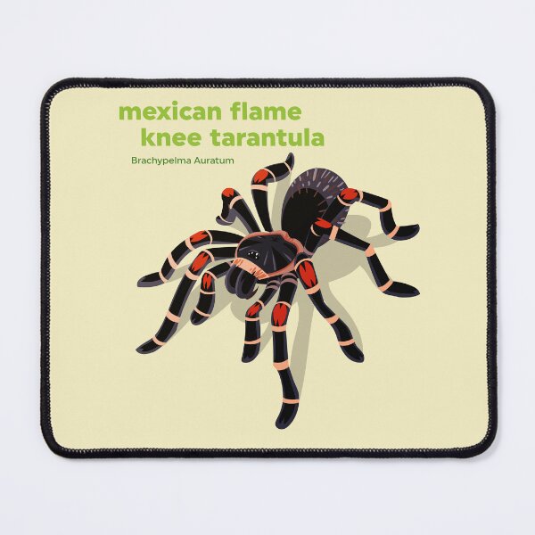 Item preview, Mexican Flame Knee Tarantula (Brachypelma Auratum) designed and sold by EstudioToona.