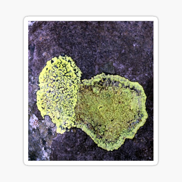 Item preview, lichen designed and sold by KathleenDawson.