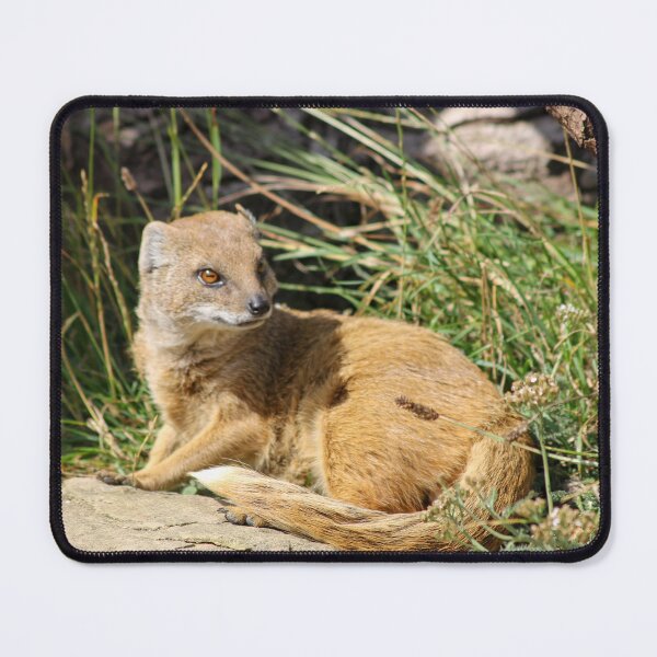 Item preview, Mongoose designed and sold by JRFotography.