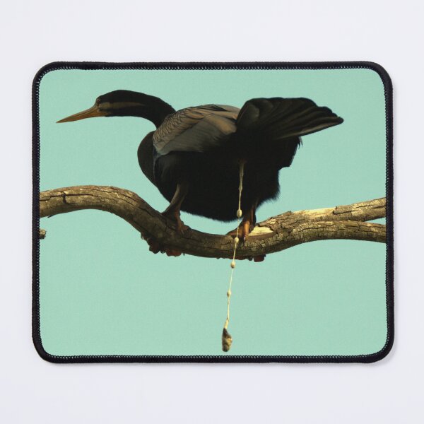 Item preview, Australasian Darter preparing for flight designed and sold by BirdsAlive.