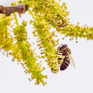 Artwork thumbnail, Bee Side by Ralph Goldsmith